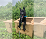 Small German Shepherd Dog