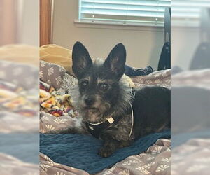 Mutt Dogs for adoption in Pittsburg, CA, USA