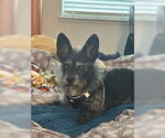 Small Mutt