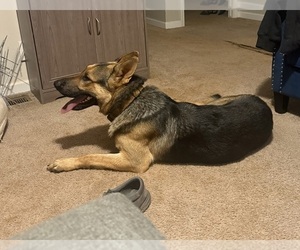 Father of the German Shepherd Dog puppies born on 10/01/2025