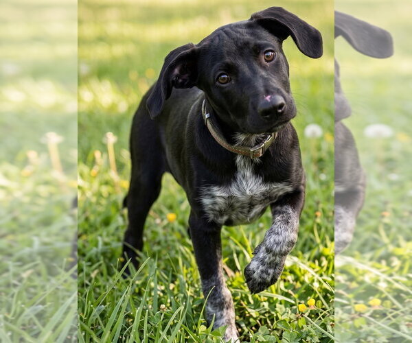 Medium Photo #3 Labrador Retriever-Unknown Mix Puppy For Sale in Grovertown, IN, USA