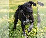Small #2 Labrador Retriever Mix