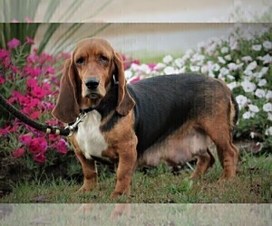 Mother of the Basset Hound puppies born on 11/24/2022