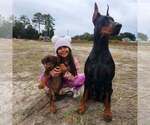 Small Photo #76 Doberman Pinscher Puppy For Sale in FORT LAUDERDALE, FL, USA