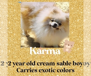 Pomeranian Puppy for sale in KINGMAN, AZ, USA