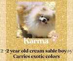 Image preview for Ad Listing. Nickname: AKC Karma