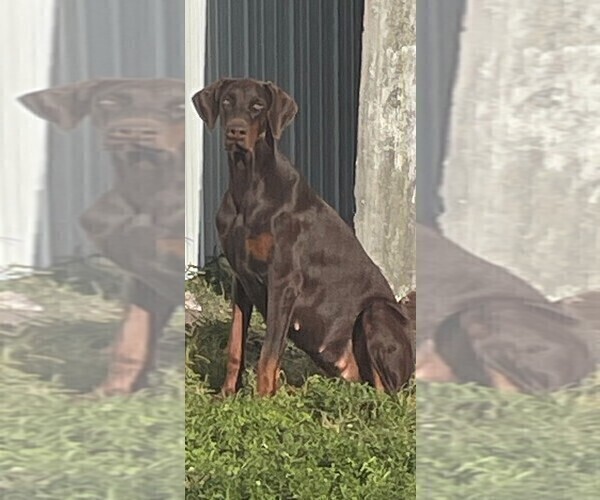 Medium Photo #12 Doberman Pinscher Puppy For Sale in HIALEAH, FL, USA