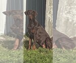 Small Photo #12 Doberman Pinscher Puppy For Sale in HIALEAH, FL, USA