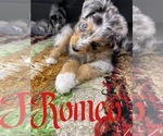 Puppy 3 Australian Shepherd