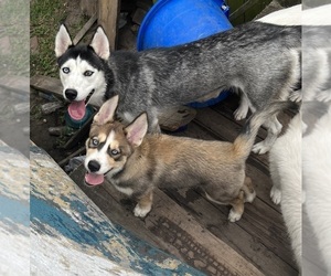 Siberian Husky Litter for sale in NEW ORLEANS, LA, USA