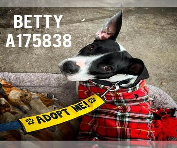 Medium Photo #1 Mutt Puppy For Sale in Tulsa, OK, USA