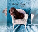 Small Photo #18 Labradoodle Puppy For Sale in ELIZABETH CITY, NC, USA