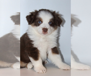 Miniature American Shepherd Puppy for sale in BROOKER, FL, USA
