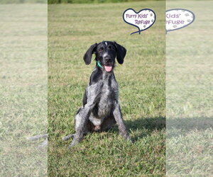 Maury - Female Poointer Dog for Adoption - Photo #3