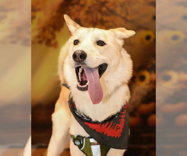 Medium Photo #10 Siberian Husky-Unknown Mix Puppy For Sale in Yuba City, CA, USA