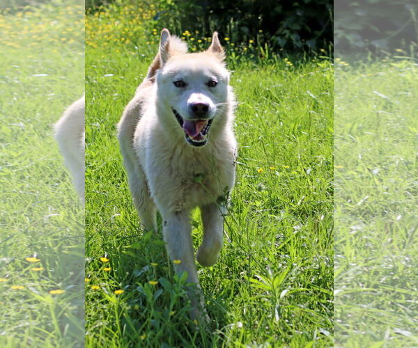 Medium Photo #4 Mutt Puppy For Sale in Green Forest, AR, USA