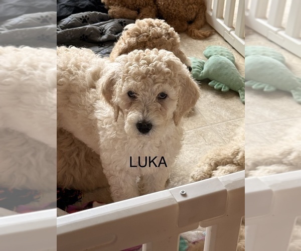 Medium Photo #1 English Cream Golden Retriever-Poodle (Standard) Mix Puppy For Sale in MILLERSBURG, OH, USA