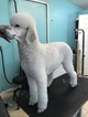 Small Photo #1 Poodle (Standard) Puppy For Sale in SALT LAKE CITY, UT, USA
