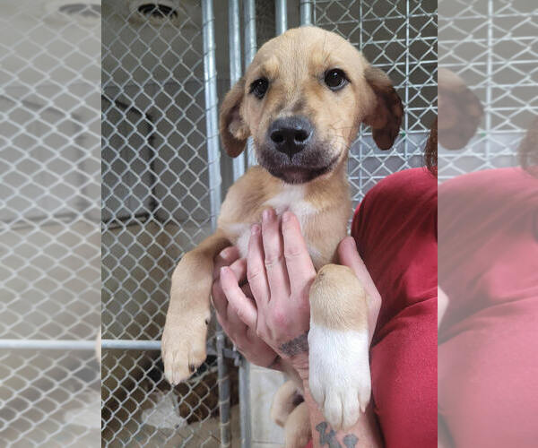 Medium Photo #3 American Pit Bull Terrier-Unknown Mix Puppy For Sale in Linton, IN, USA