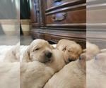 Small #4 Golden Retriever