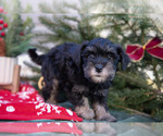 Puppy 7 Mutt-Schnauzer (Miniature) Mix