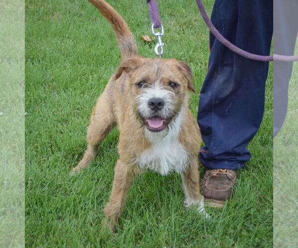 Medium Photo #4 Boxer-Unknown Mix Puppy For Sale in Huntley, IL, USA