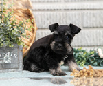 Small Photo #21 Schnauzer (Miniature) Puppy For Sale in BALTIC, OH, USA