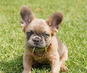 French Bulldog Puppy for sale in LITTLE ROCK, AR, USA