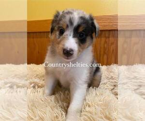 Shetland Sheepdog Puppy for Sale in GRAFTON, Ohio USA