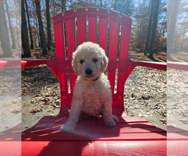 Medium Photo #6 Goldendoodle Puppy For Sale in ATHENS, TN, USA