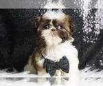 Small #1 Shih Tzu