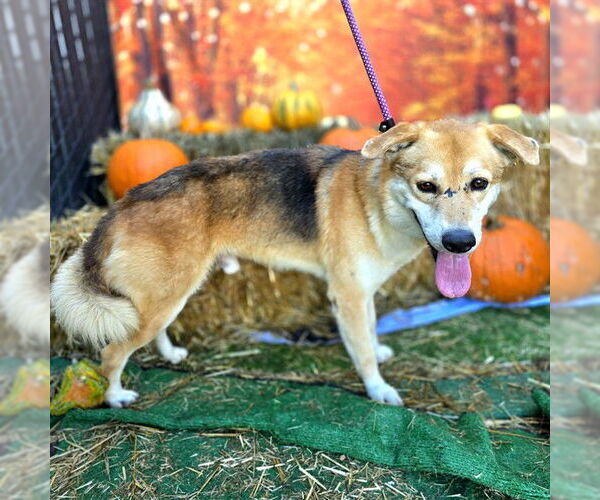 Medium Photo #1 Shepradors Puppy For Sale in Long Beach, CA, USA