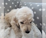 Small Photo #3 Goldendoodle Puppy For Sale in WEST, TX, USA