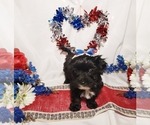 Small Photo #6 Maltese-Poodle (Toy) Mix Puppy For Sale in INDEPENDENCE, MO, USA