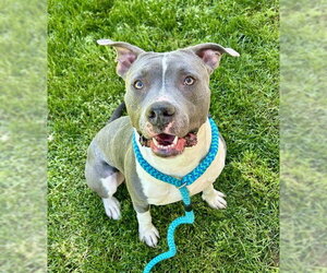 Mutt Dogs for adoption in Sacramento, CA, USA