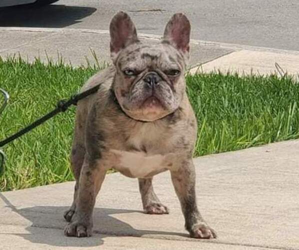 Medium Photo #1 French Bulldog Puppy For Sale in CONVERSE, TX, USA