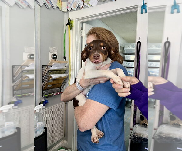 Medium Photo #3 Doxle Puppy For Sale in Mooresville, NC, USA