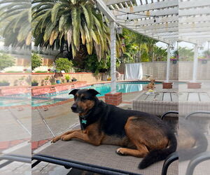 Runi - Female Mutt Dog for Adoption - Photo #2