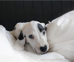 Small #1 Dalmatian