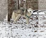 Small #1 Siberian Husky