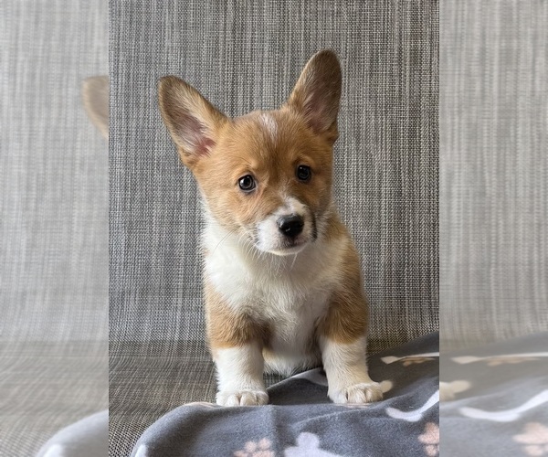 Medium Photo #1 Pembroke Welsh Corgi Puppy For Sale in MANSFIELD, MO, USA