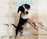 Small Border Collie Mix