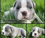 Small Photo #2 Olde English Bulldogge Puppy For Sale in BLUFFDALE, UT, USA