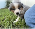 Small #1 Miniature Australian Shepherd