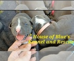 Small Photo #5 American Pit Bull Terrier Puppy For Sale in DELAWARE, OH, USA