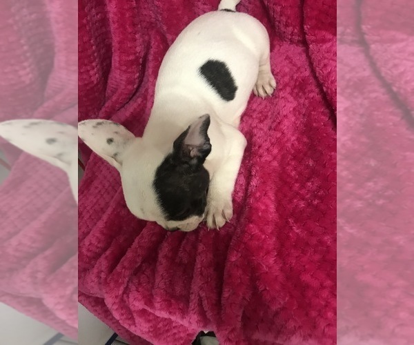 Medium Photo #4 French Bulldog Puppy For Sale in HARTVILLE, MO, USA