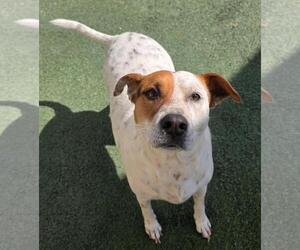 Mutt Dogs for adoption in Rockwall, TX, USA
