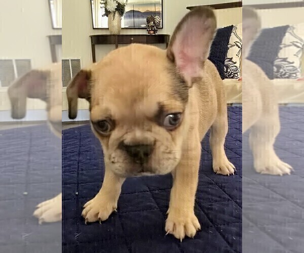 Medium Photo #8 French Bulldog Puppy For Sale in CHINO HILLS, CA, USA