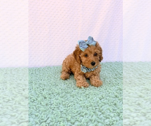 Medium Photo #1 Goldendoodle (Miniature) Puppy For Sale in ORLANDO, FL, USA