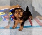 Small Photo #329 Yorkshire Terrier Puppy For Sale in AKRON, OH, USA